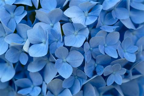 Blue Flowers Background Royalty Free Stock Photo