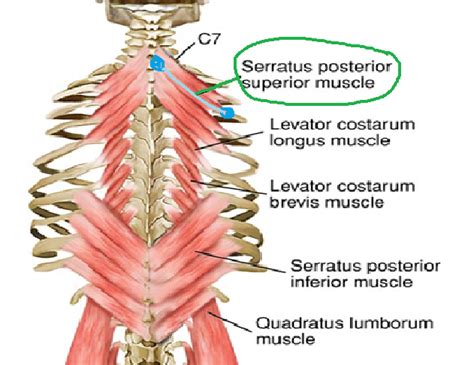 Therefore, somatic dysfunction in the thoracic spine will affect the rib cage, and somatic from the head of the table, place your index fingers and thumbs on the anterior and posterior aspect. front