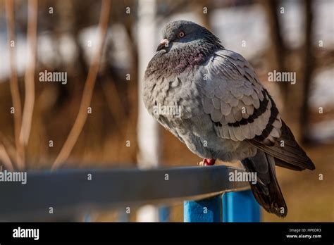 Fat Pigeon Hi Res Stock Photography And Images Alamy