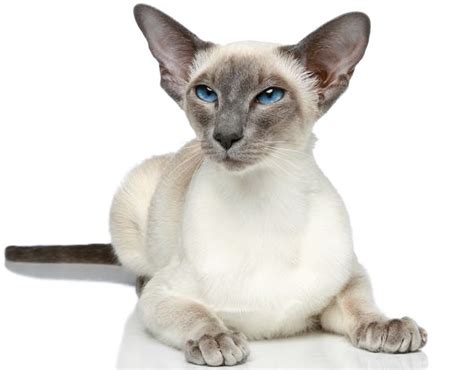 The Modern Siamese Cat Cat Breeds Encyclopedia