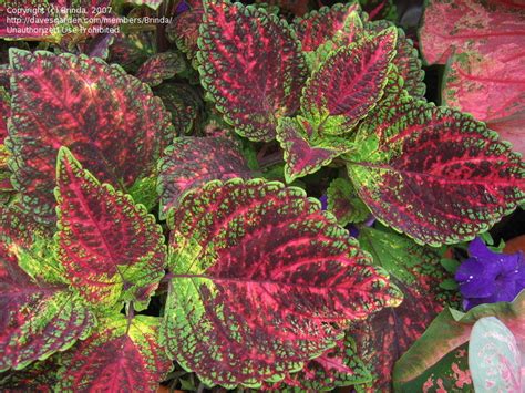Plantfiles Pictures Coleus Flame Nettle Painted Nettle Tapestry