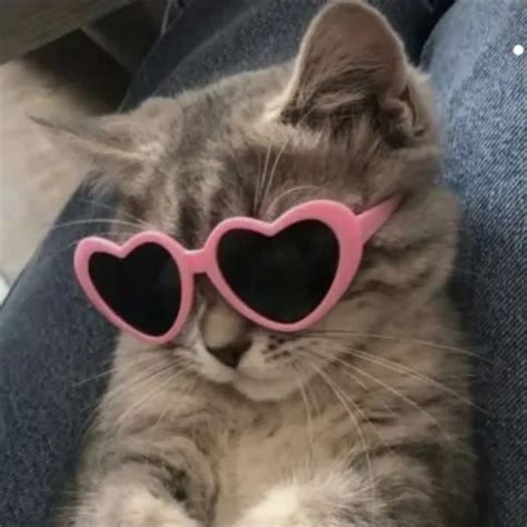 Cute Small Cat Pfp With Pink Heart Glasses💕 Humor Kucing Anak Kucing