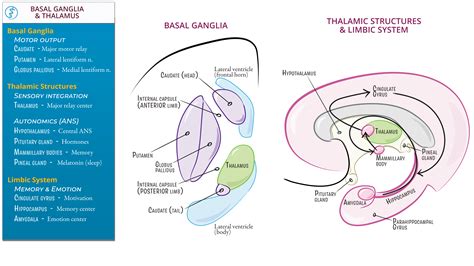 Gross Anatomy Basal Ganglia Thalamus Limbic System Ditki Medical And Biological Sciences