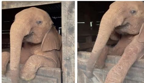 Cet éléphanteau adorable est très amusant et grâce à ses photos il est