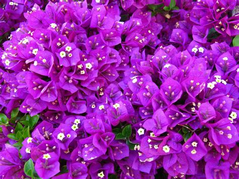 Find the best tumblr purple backgrounds on getwallpapers. File:Purple-flowers-3 - West Virginia - ForestWander.jpg ...