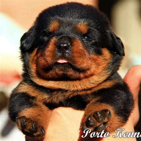 We have special categories for dogs, cats, exotic pets, and house pets. Squishy face!!! OMG - cutest thing ever! | Rottweiler puppies, Rottweiler dog, Puppies