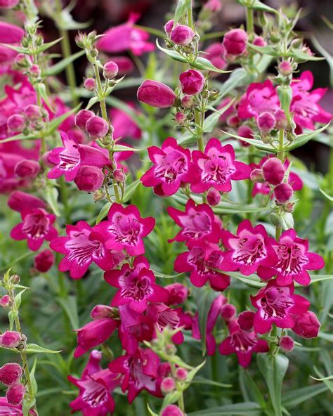 Penstemon Harlequin™ ‘magenta’ James Greenhouses Perennial Plugs And Specialty Propagation