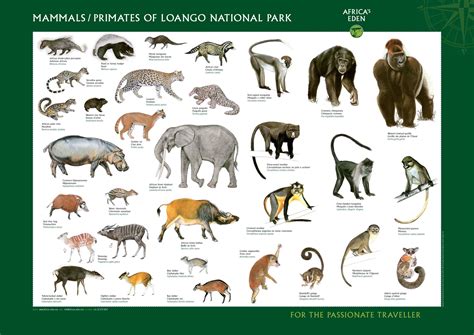 Below you'll discover the complete list of animal names our researchers have written about so far. Africas Eden poster mammals big.jpg (2381×1684) | Wild animals pictures, Animal pictures, Wild ...