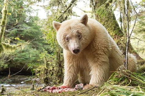 The Kermode Bear Is One Of The Rarest Bears In The World Due To A Unique Recessive Gene This