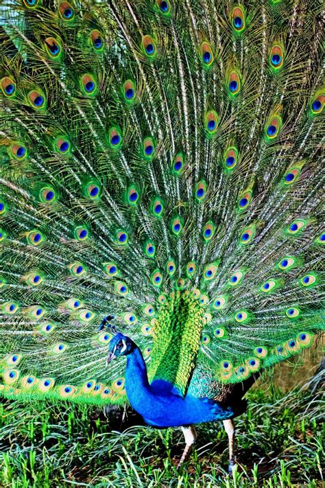 Free Download Wallpaper Hd Peacock Most Beautiful Bird High