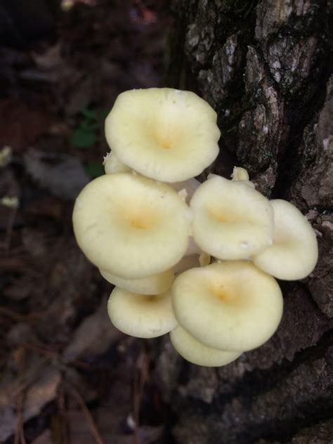 Mesmerized By Mushrooms