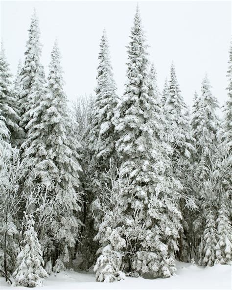 Items Similar To Winter Photography Evergreen Trees In Snow