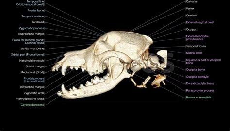 The canine head and skull (CT): atlas of veterinary clinical and
