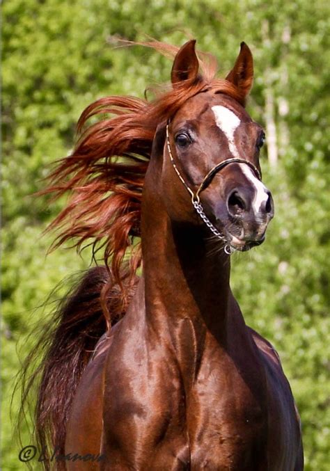 A Brown Horse With Red Mane And White Spot On Its Face Running In The