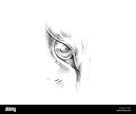 Discover 70 Animal Eyes Sketch Latest Vn
