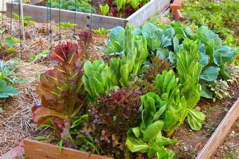 How To Start A Small Backyard Farm Urban Garden Gal