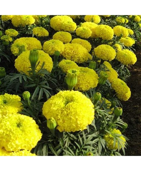 Marigold Yellow F2 Seeds Pack Of 40 Seeds Desi
