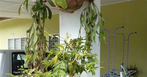 Artikel ini saya ingin kongsikan beberapa jenis buluh yang telah dikeringkan dan dijadikan sebagai bahan pameran. Greenfingers: Sarang Burung Sudah Siap