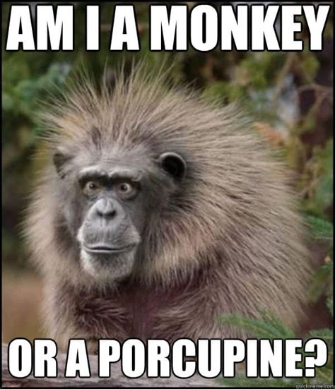 25 Funny Monkey Memes Youll Totally Fall In Love With