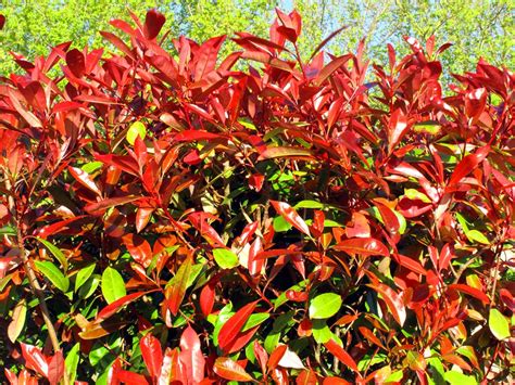 Photinia Red Robin Planting Guide Information King And Co The Tree