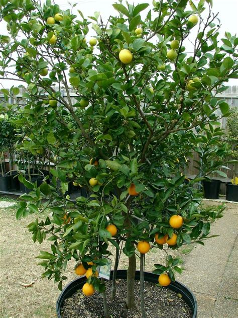 Seeds Dwarf Orange Navelina “citrus Sinensis” Navel Orange Tree Seeds