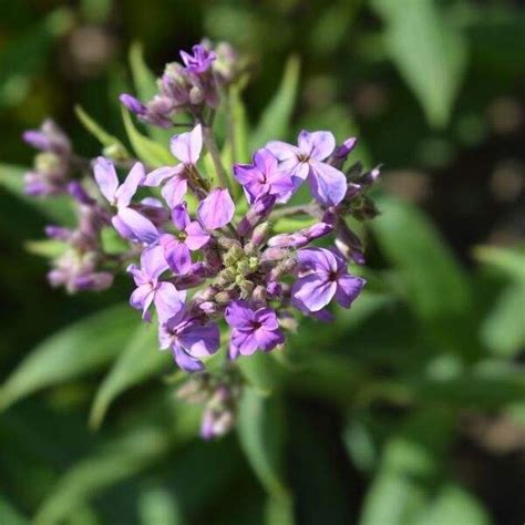 Wetland Flowers Michigan Best Flower Site