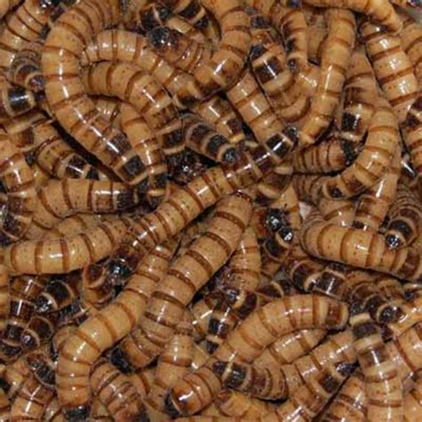 Raising Superworms How Do They Transform To Beetles Hubpages