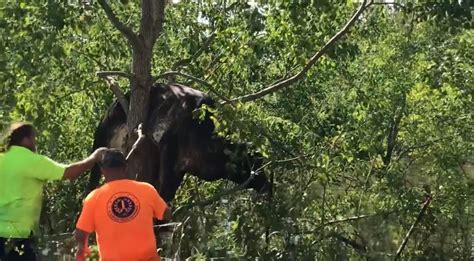 Bizarre Moment Cow Gets Stuck In A Tree During Hurricane Ida As