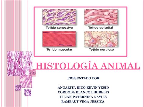 Calaméo Histología Animal