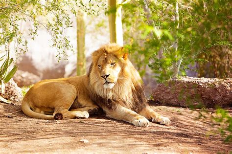 Beautiful African Lion Laying In Jungle Photograph By Susan Schmitz