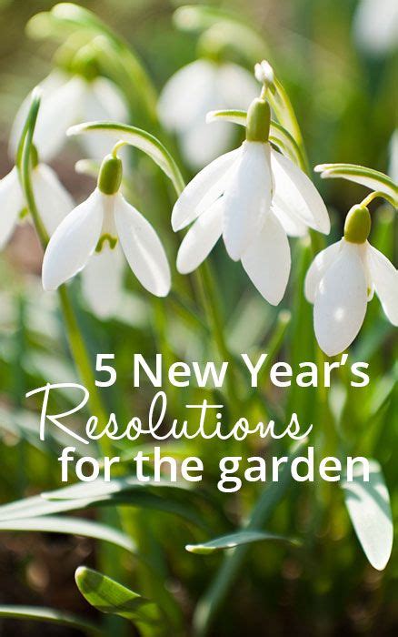 5 Gardening New Years Resolutions To Make And Keep David Domoney