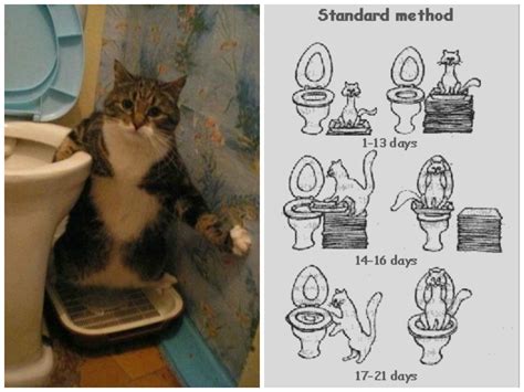 It's nearly 2 months old and a little shy. Is teaching your cat to use the toilet a good idea? | The ...