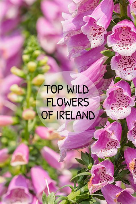 Wild Flowers Of Ireland Ireland Tours Small Group Vacation Tours