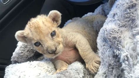 Cute Tiny Female Lion Cub Found In French Garage