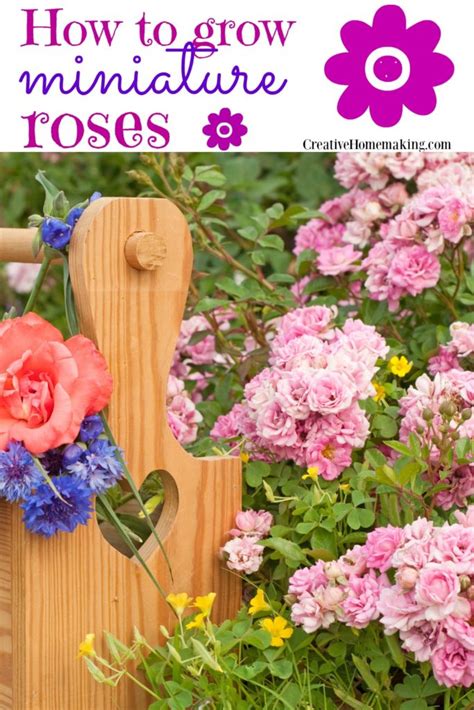 Miniature Roses Care Indoor Flowering Plants Garden Soil Diy Herb