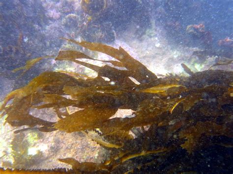 Wakame Brown Algae Seaweeds Of New Zealand · Inaturalist Nz