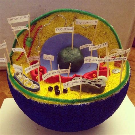 Do you need a really cool and original idea for your animal cell diagram project? Animal Cell Model | Craft Ideas | Pinterest | Models ...