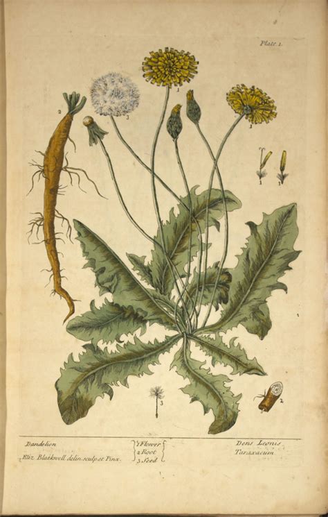 Herb Of The Month Dandelion Emery Herbals