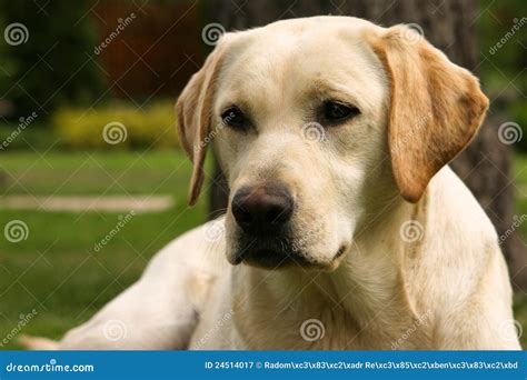 Yellow Labrador Retriever Stock Image Image Of Portrait 24514017