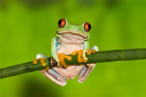 Red Eyed Tree Frog Facts Nocturnal Animals