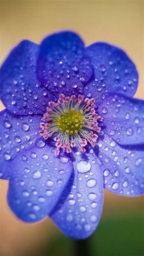 Blue Flower Water Drops Portrait 720x1280 Wallpaper Blue Flowers