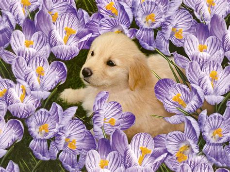 Puppy Among Purple Flowers Cute Friend Flower Puppy Dog Animal