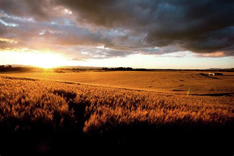 Beautiful Sunset Over Ripe Wheat Field Photograph By Timnewman Fine
