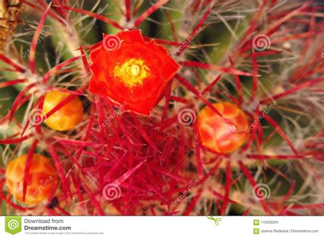 Pitaya, red dragon fruit, pitahaya, whole and half, tropical fruits isolated, hand drawn. Round Green Cactus With Red Spikes And Delicate Flowers ...