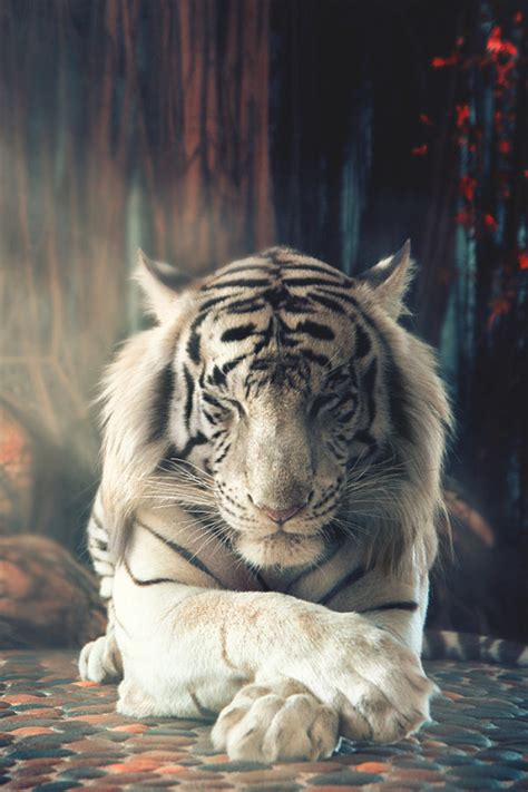 White Tiger On Tumblr