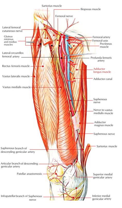 Muscle performance in neck pain assessment and rehab of the deep. Easy Notes On 【Adductor Longus】Learn in Just 4 Minutes ...