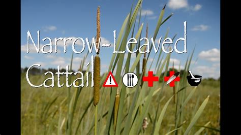 Narrow Leaved Cattail Edible Medicinal Cautions And Other Uses Youtube