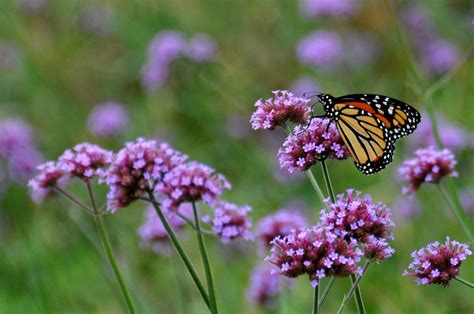 Save The Monarch Butterfly Plant Milkweed Chicago News Wttw