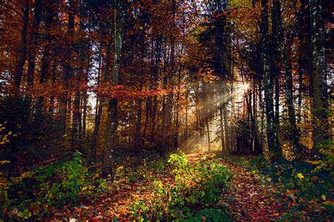 Fonds Decran Saison Automne Forêts Feuillage Arbres Rayons De Lumière
