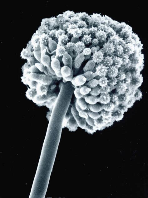 Pin On Aspergillus